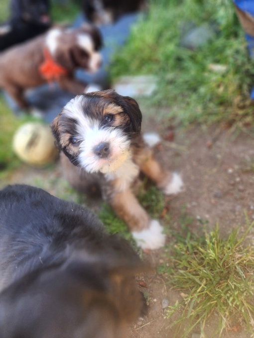 Cavapoo