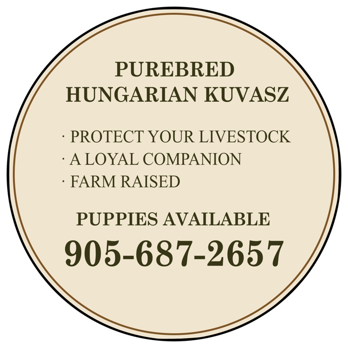 Kuvasz