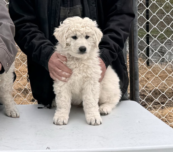 Kuvasz