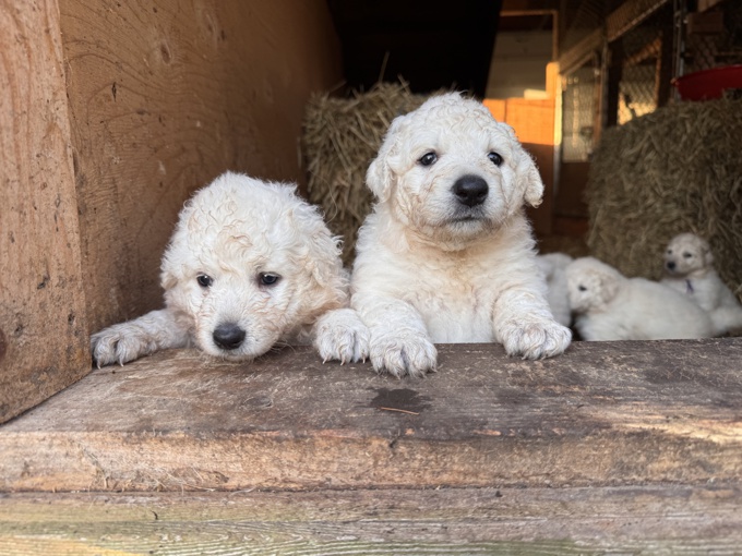 Kuvasz