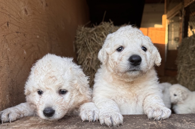 Kuvasz