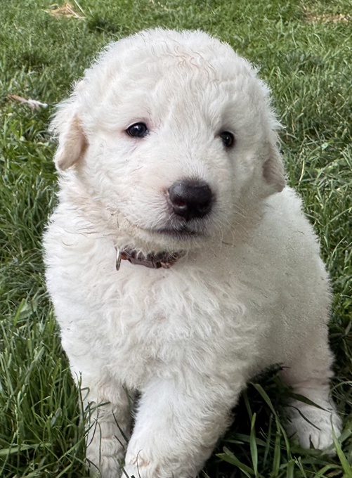 Kuvasz