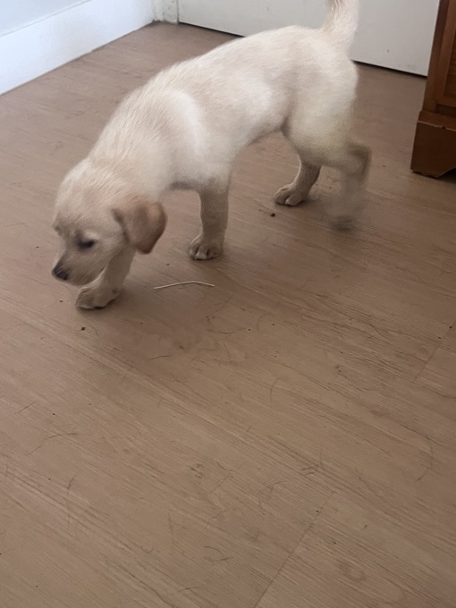 Labrador retriever