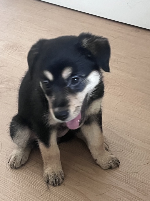 Labrador retriever