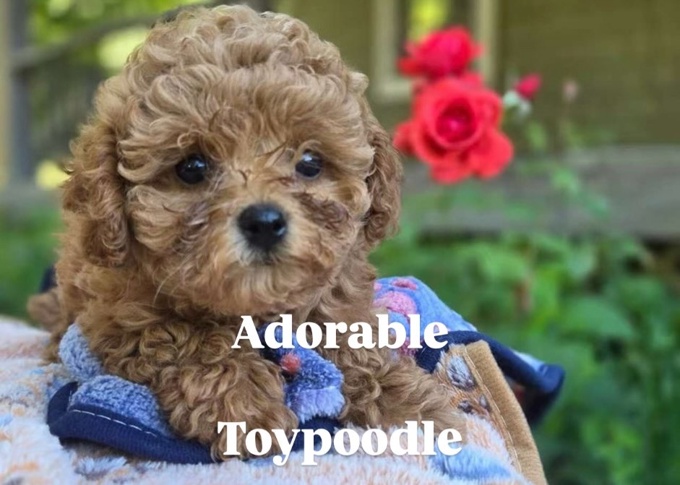 Toy poodle