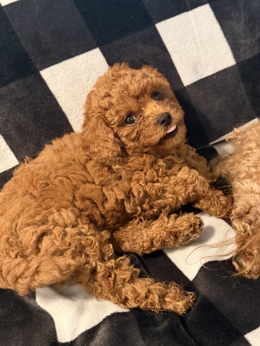 Toy poodle