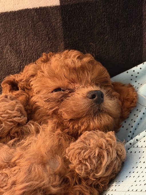 Toy poodle