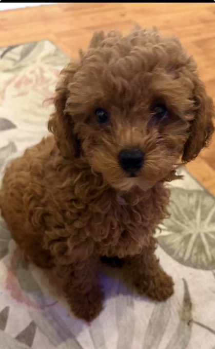 Toy poodle