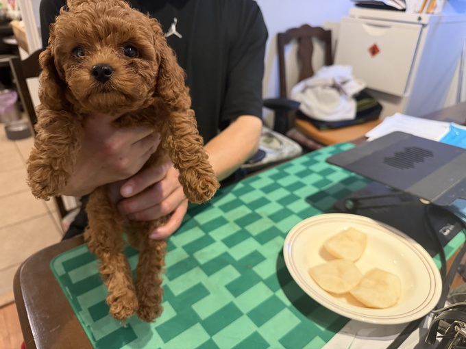 Toy poodle