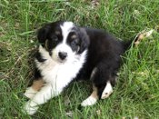 Australian Shepherd