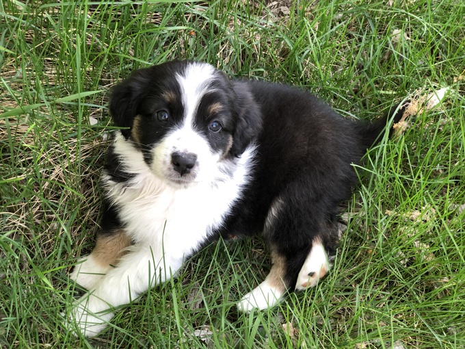 Australian Shepherd