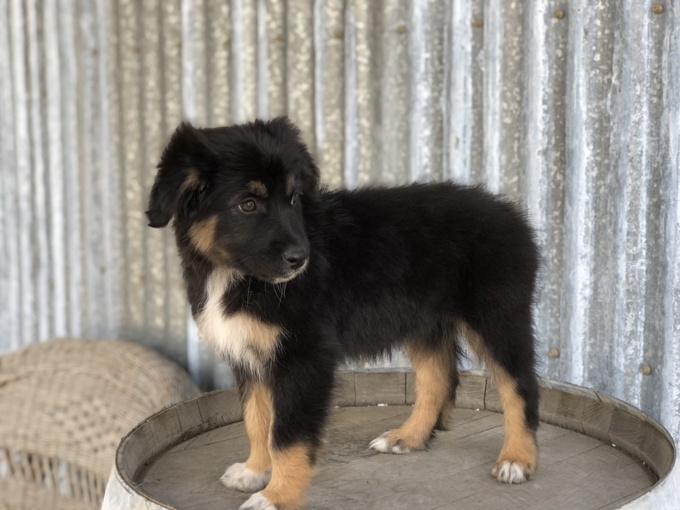 Australian Shepherd