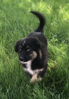 Australian Shepherd