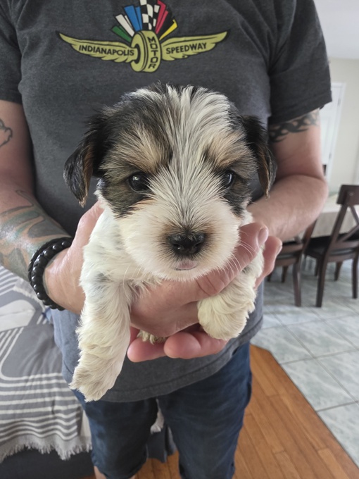 Morkie