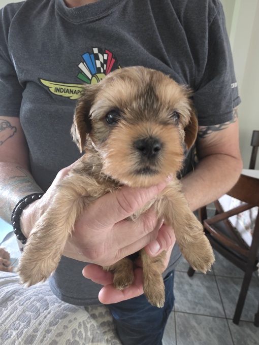 Morkie