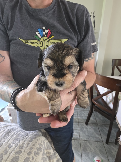 Morkie