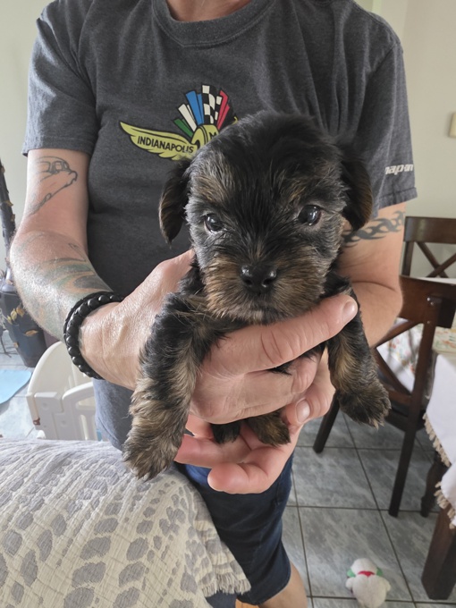 Morkie