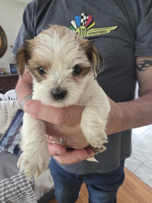 Morkie