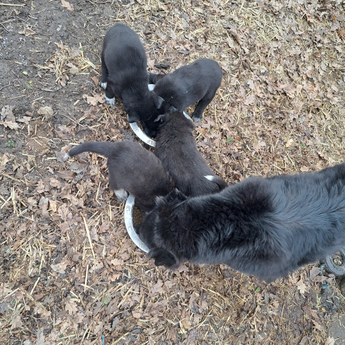 Lab blue Heeler shepard