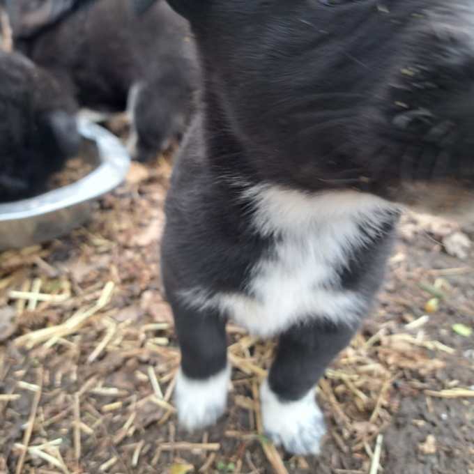 Lab blue Heeler shepard
