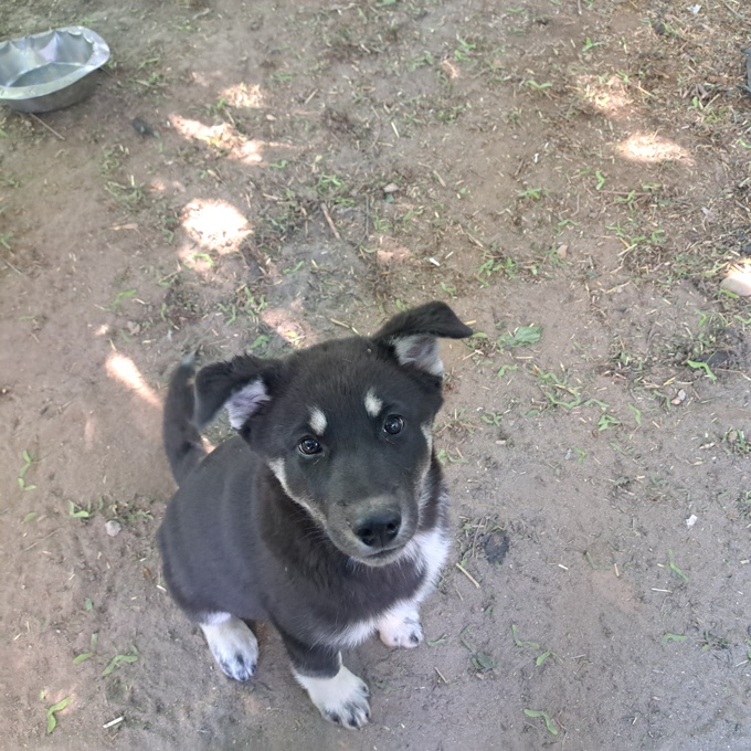 Lab blue Heeler shepard