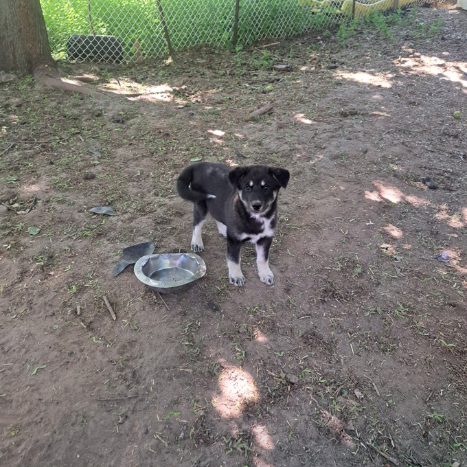 Lab blue Heeler shepard