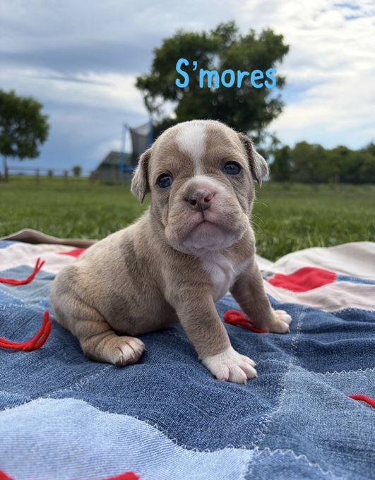 Olde English Bulldog