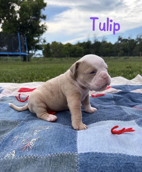 Olde English Bulldog