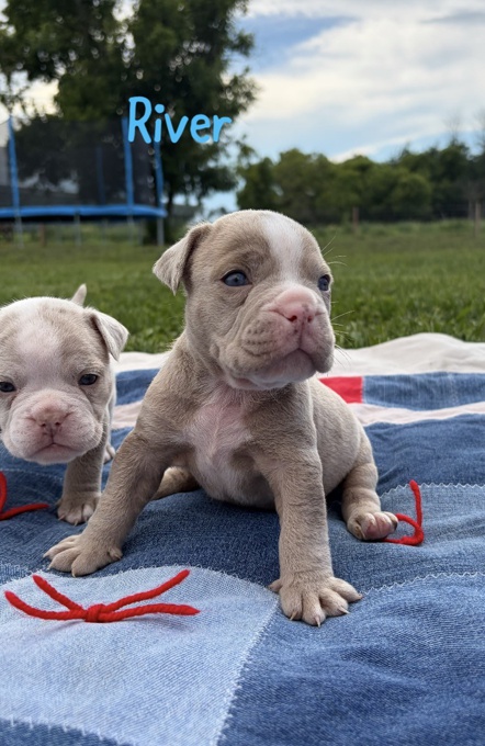 Olde English Bulldog