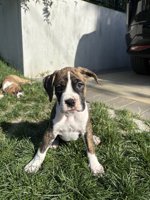 Boxer