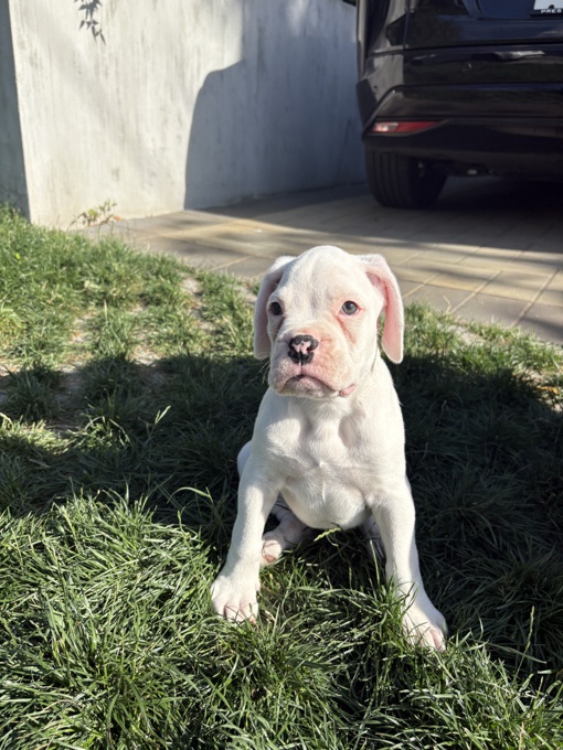 Boxer