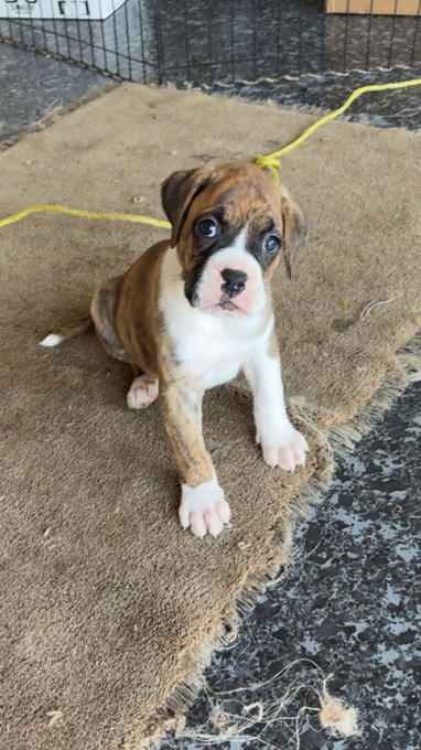 Boxer