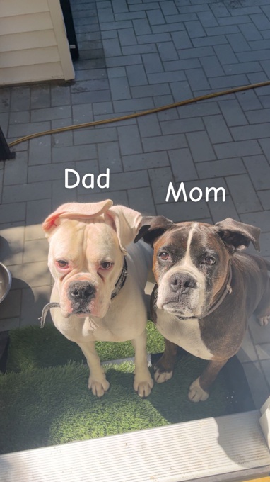 Boxer