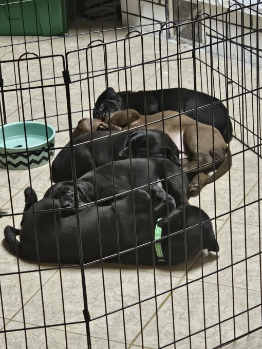 Cane corso x