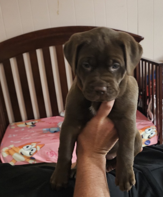 Cane corso x