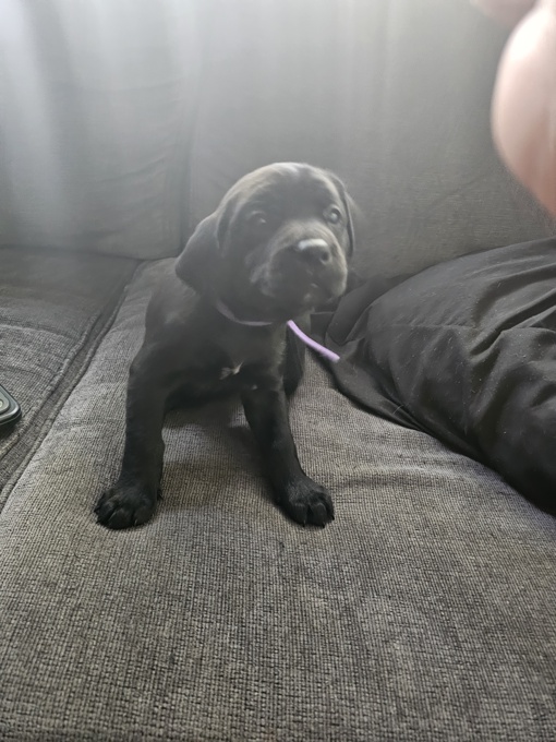 Cane corso x