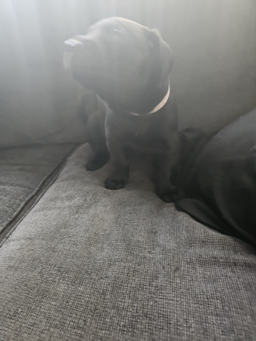 Cane corso x