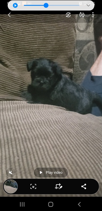 Schnauzer Pug