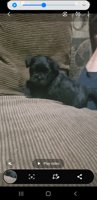 Schnauzer Pug