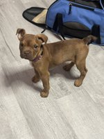 American French bull terrier