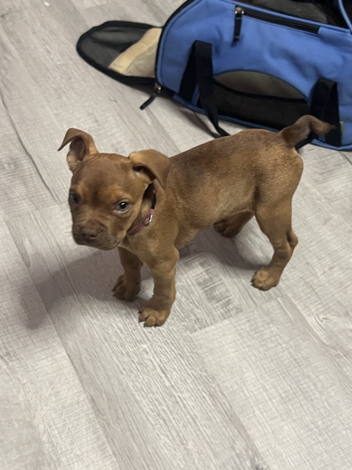 American French bull terrier