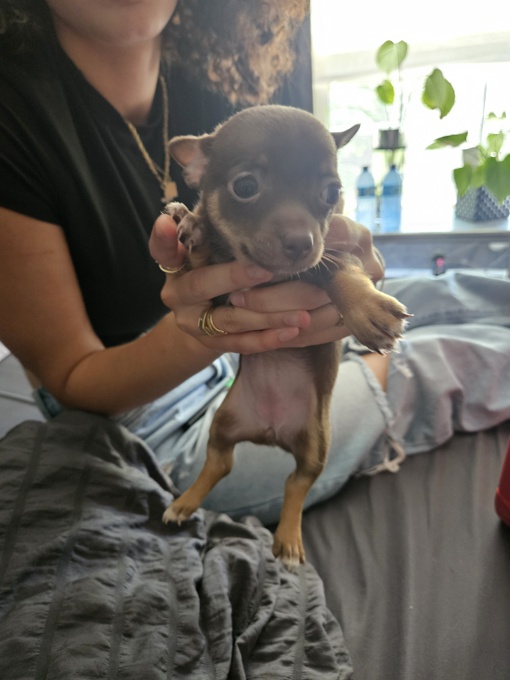 Chihuahua