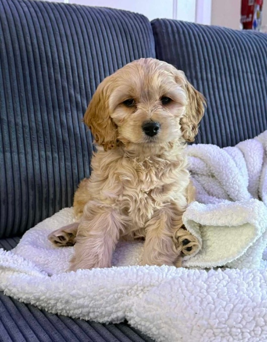Cockapoo