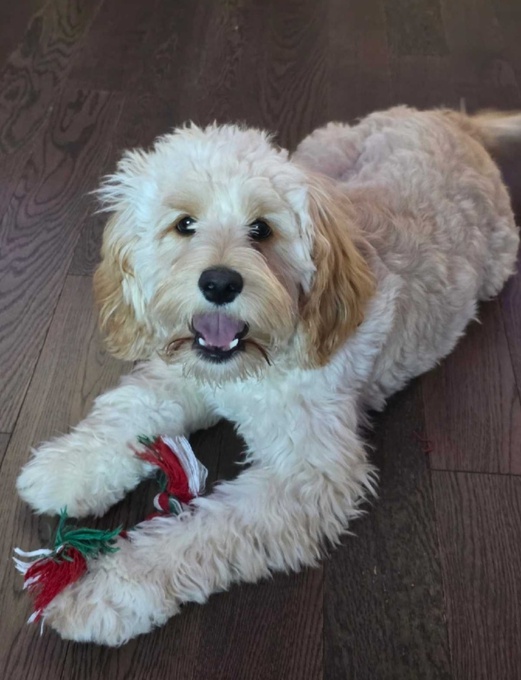 Cockapoo