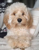 Cockapoo