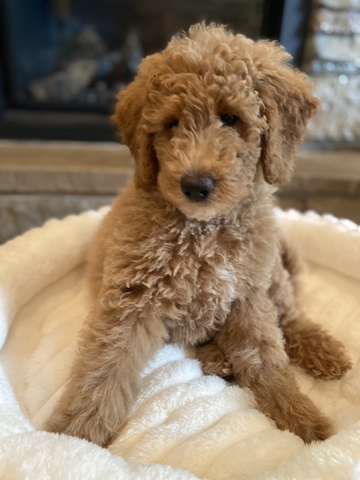 Goldendoodle