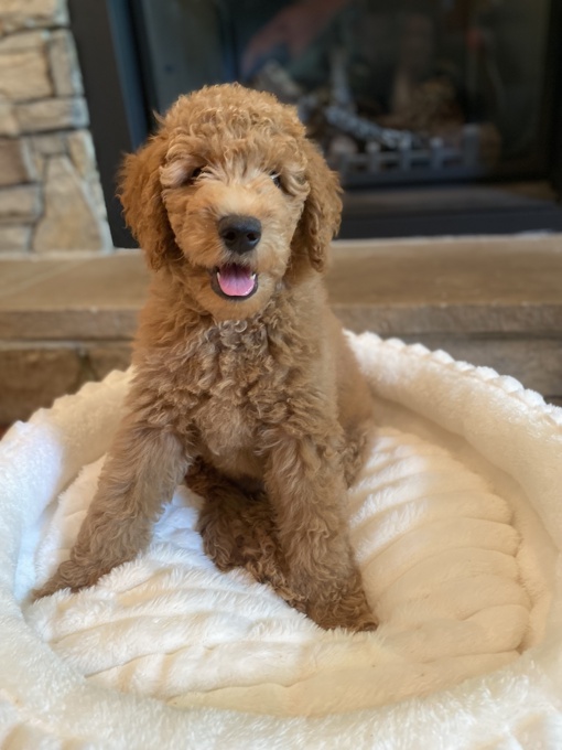Goldendoodle