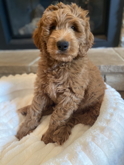 Goldendoodle