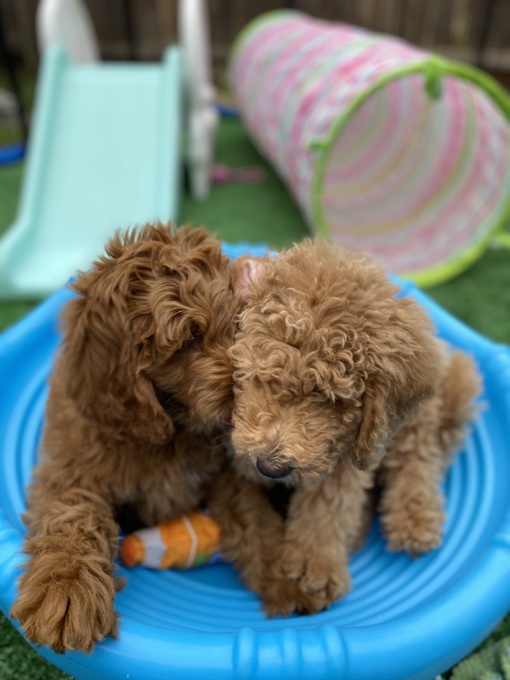 Goldendoodle