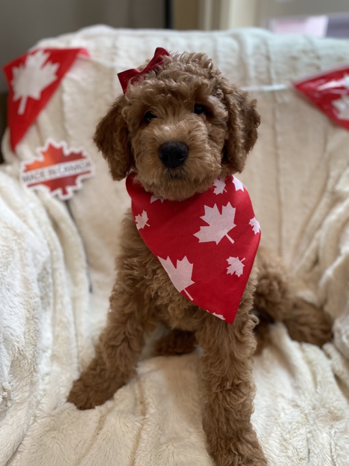 Goldendoodle